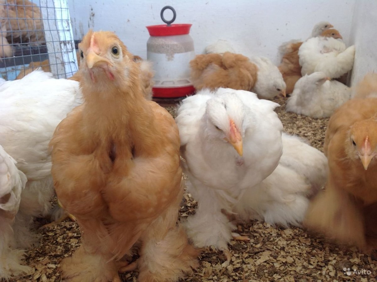 Брама Сплэш