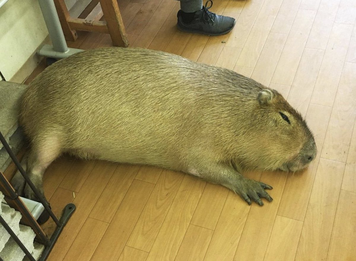 Капибара Дружба