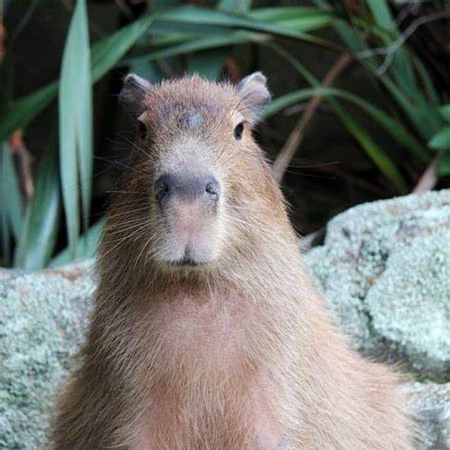 Капибара и человек