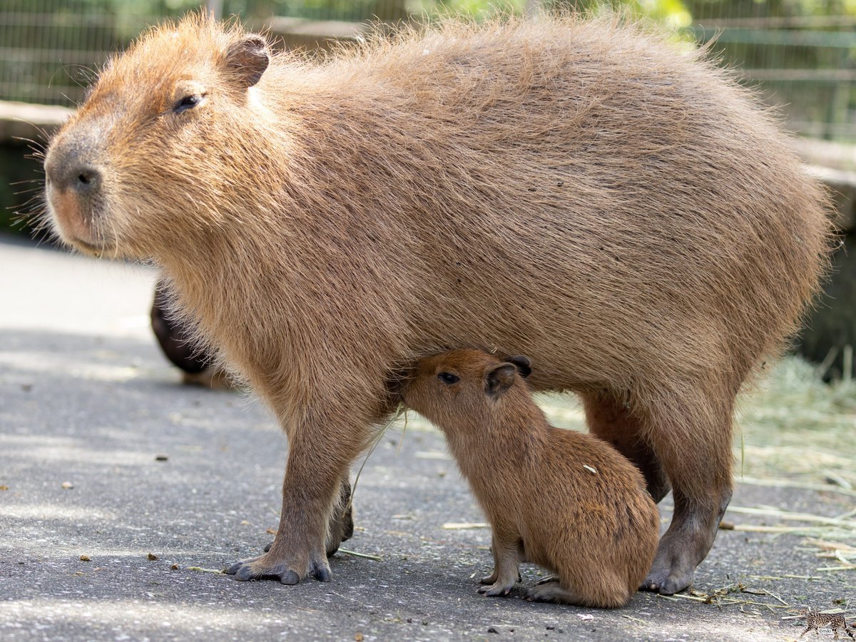 Капибара gif