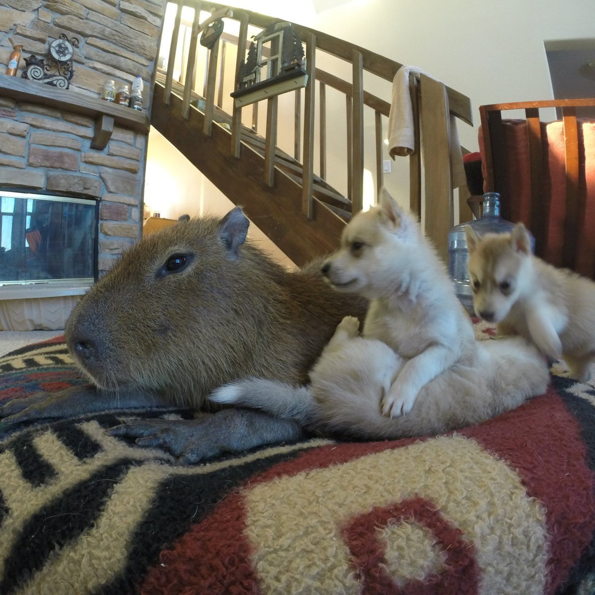 Толстая капибара