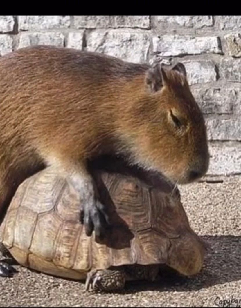 Сельва амазонки капибара