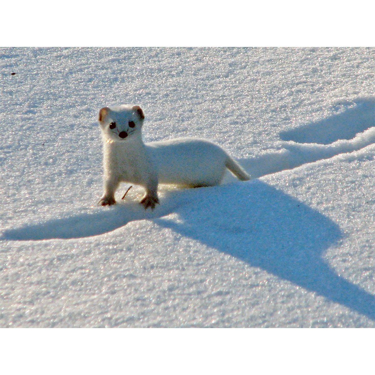 Тундровый горностай