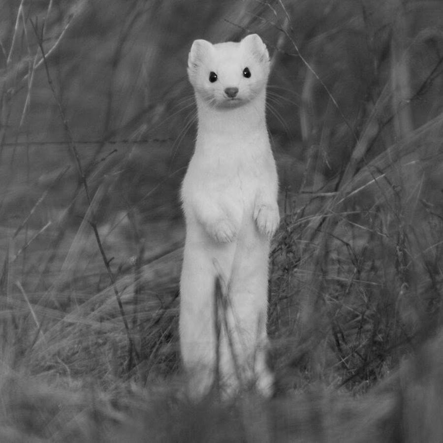 Норка белая животное