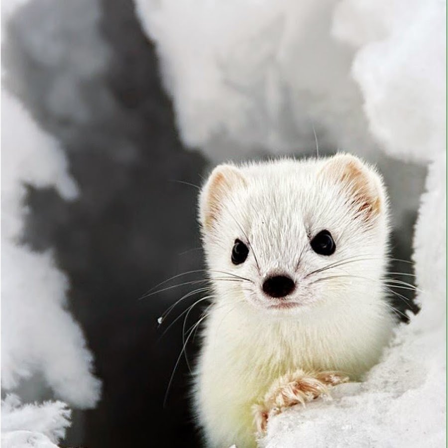 Горностай в Арктике