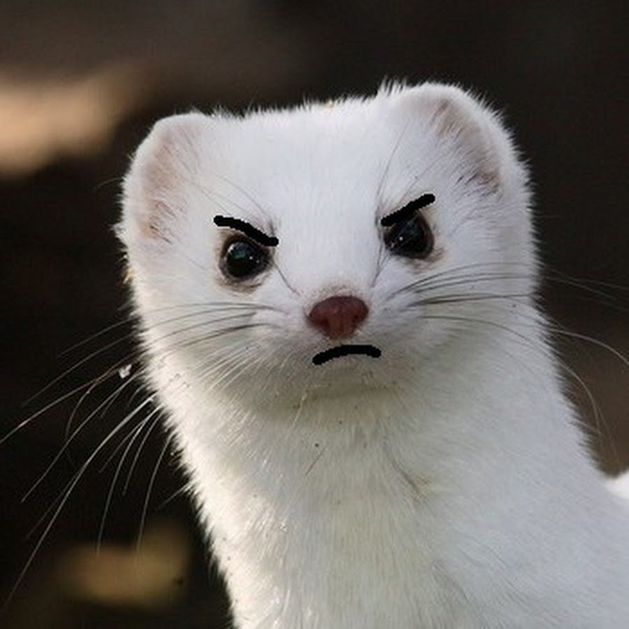 Хорек альбинос