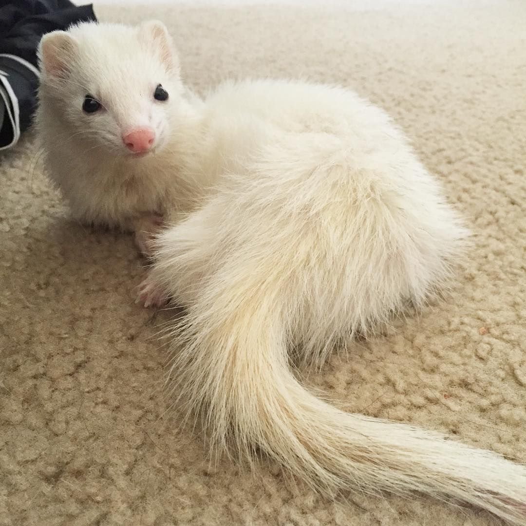 Фретка хорек-альбинос