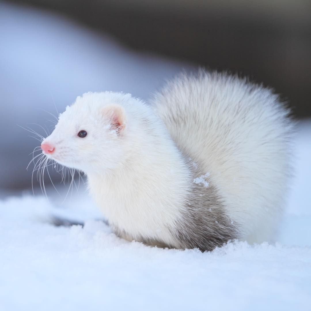 Европейская норка белая