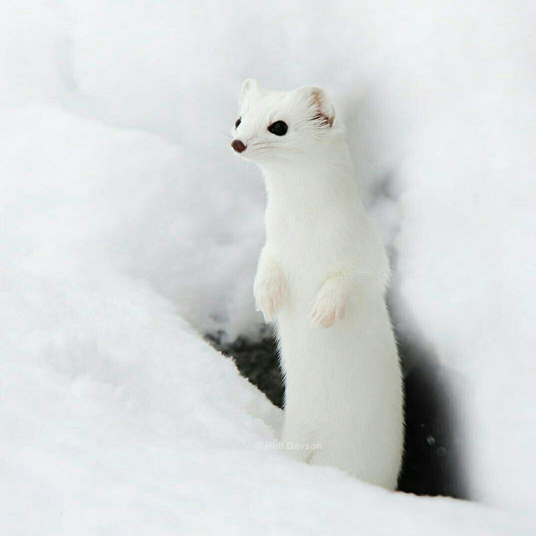 Горностай норка