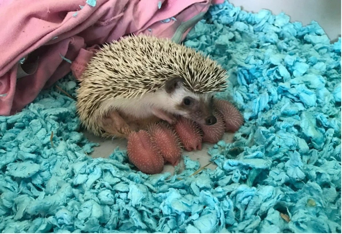 Еж с ежатами