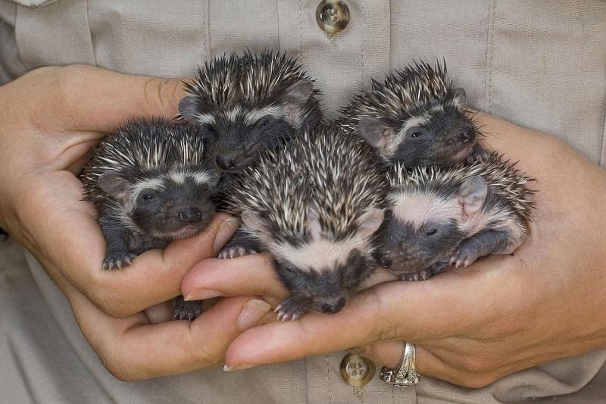 Новорожденные африканские ежата