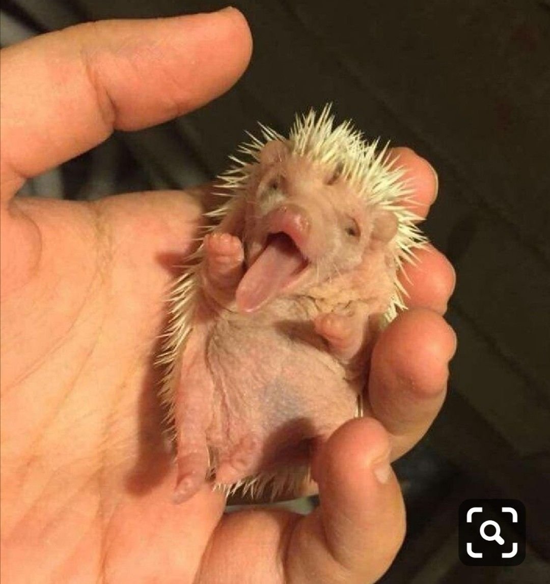 Новорожденные ежики