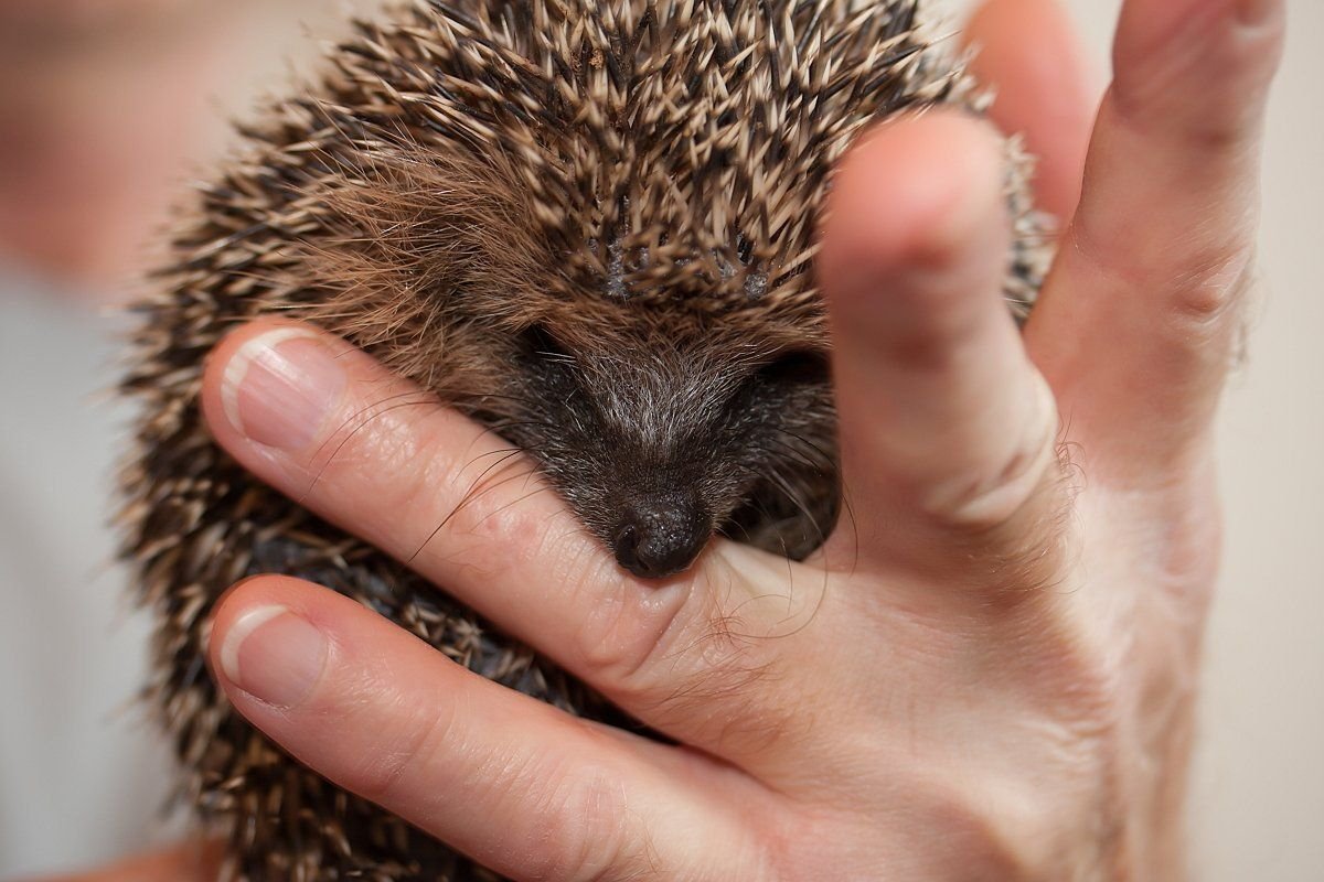 Новорождённые ежата