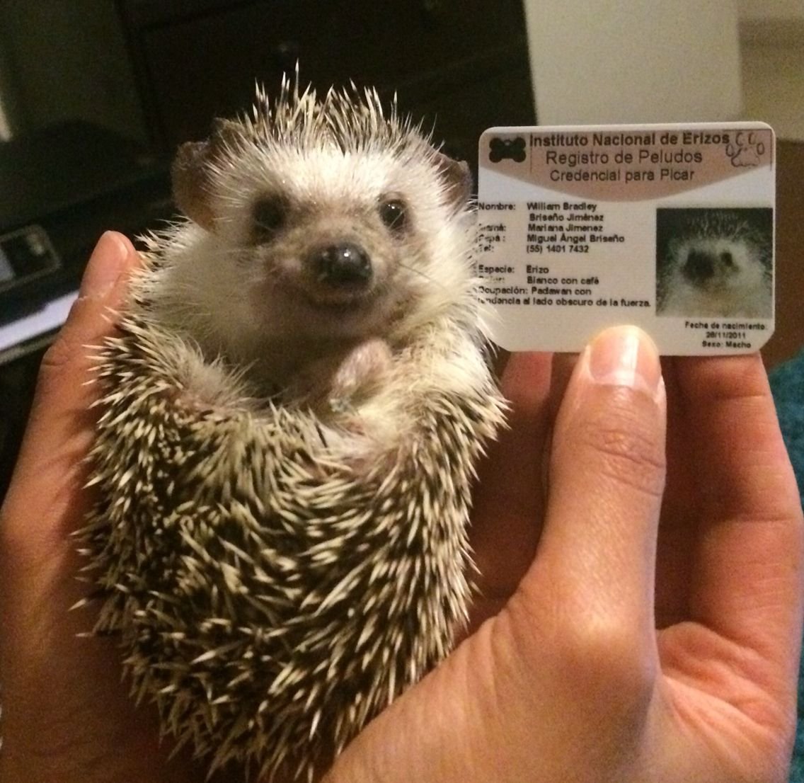 Ежик сейчас запишу