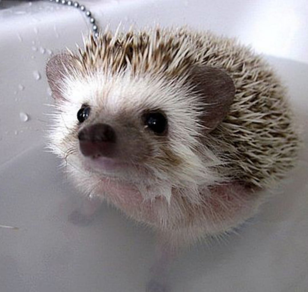 Еж с ежатами