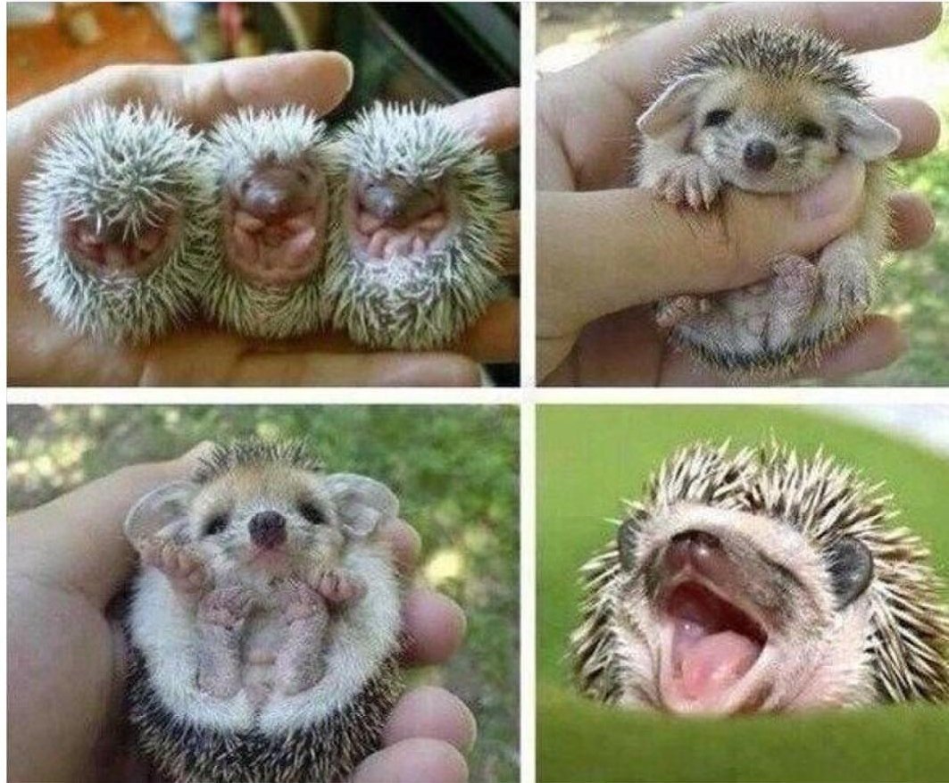 Детеныш ежика