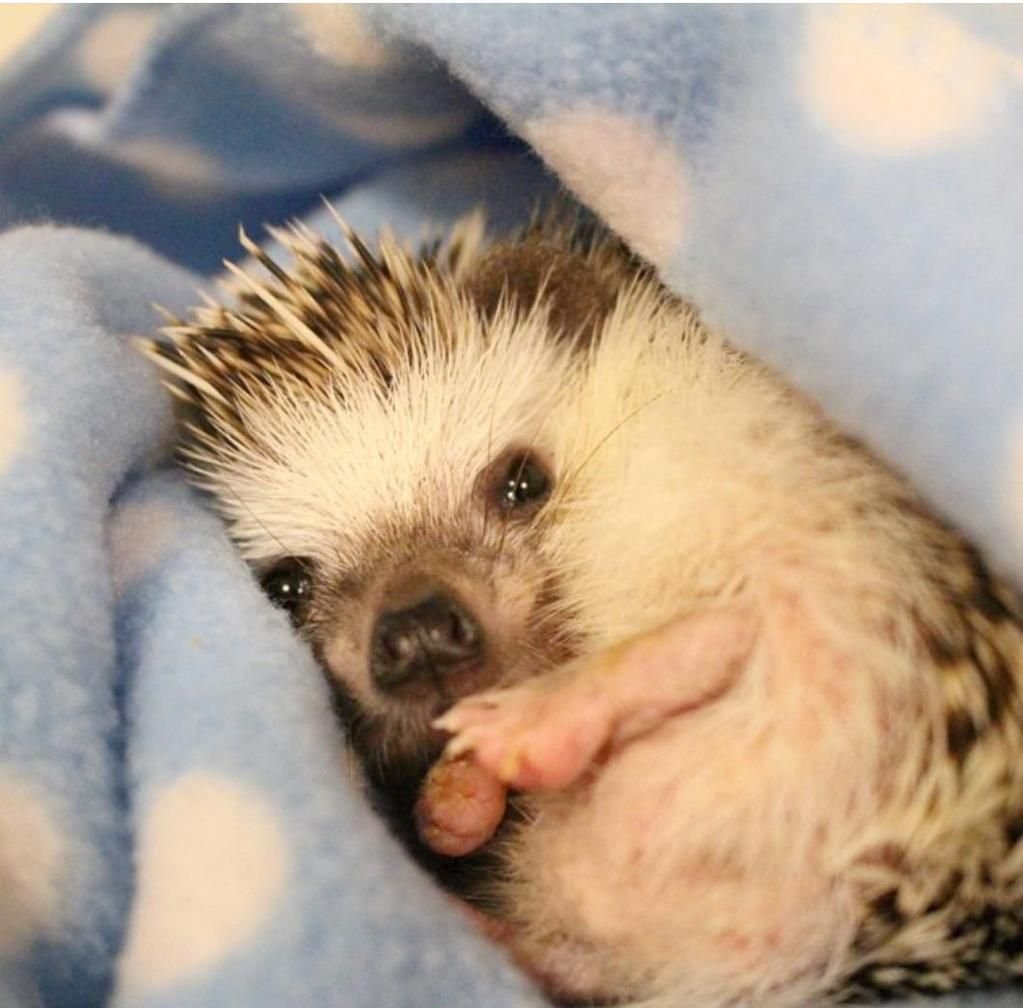 Ехидна детеныш