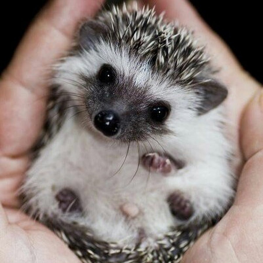 Живые ежата