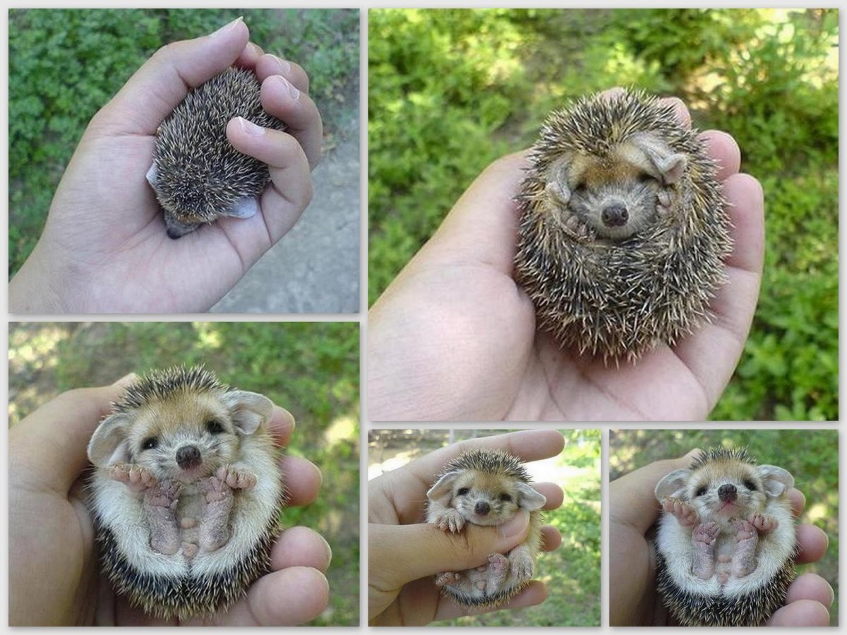 Настоящих маленьких ежиков