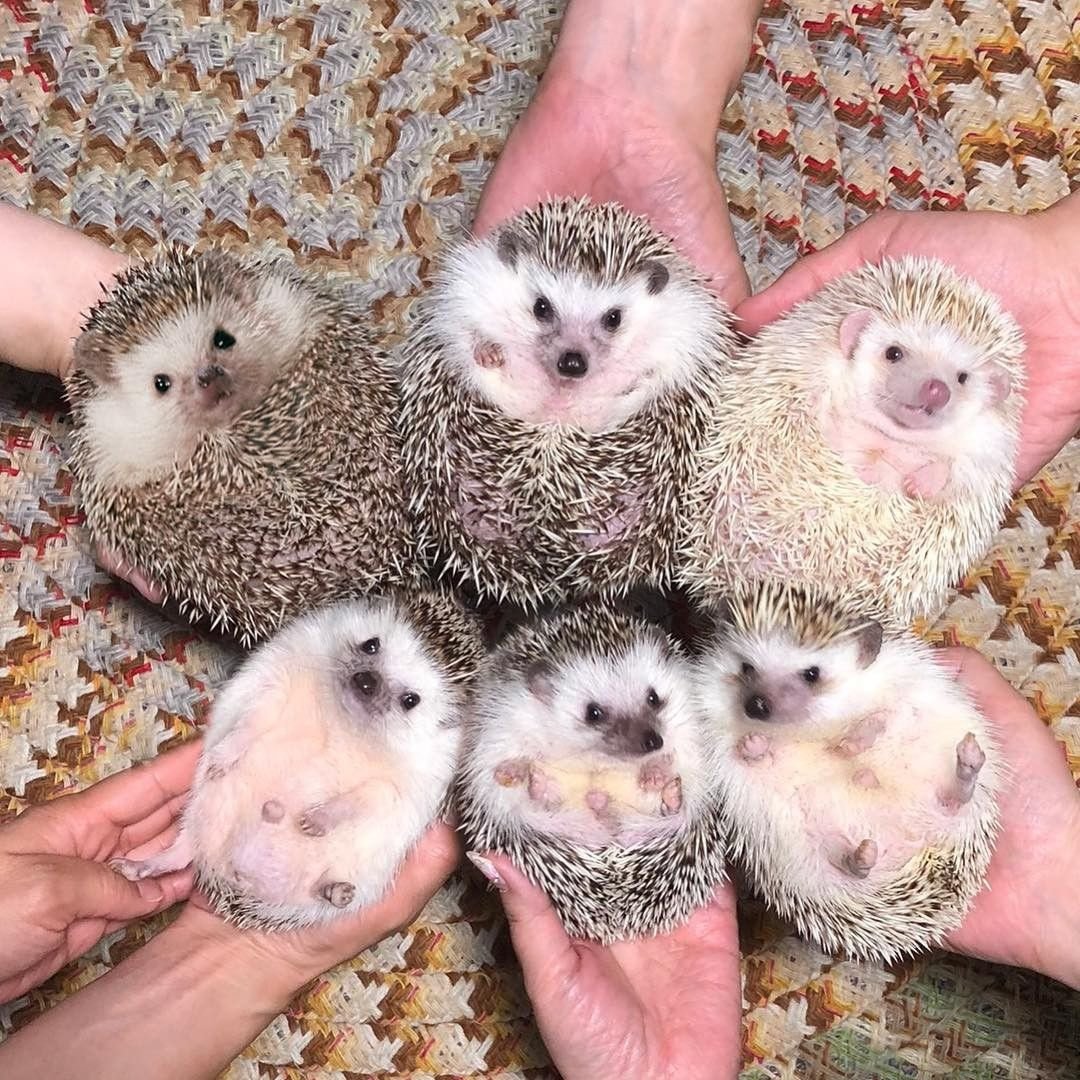 Ежик в руках