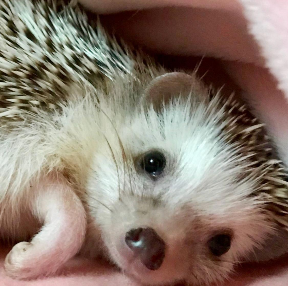 Ежонок - детеныш ежа