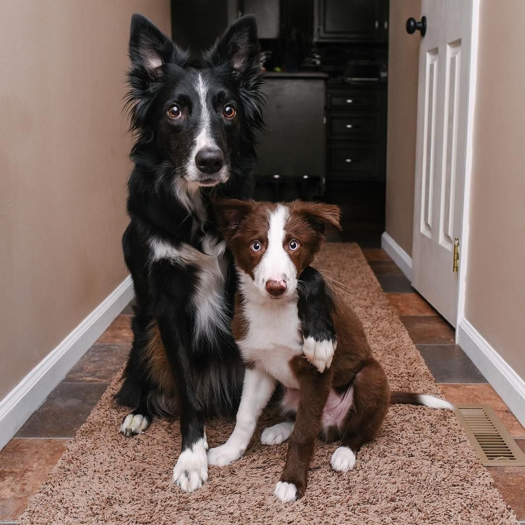 Бордер колли с короткой шерстью