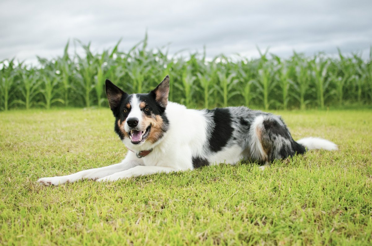 Бордер-колли породы собак