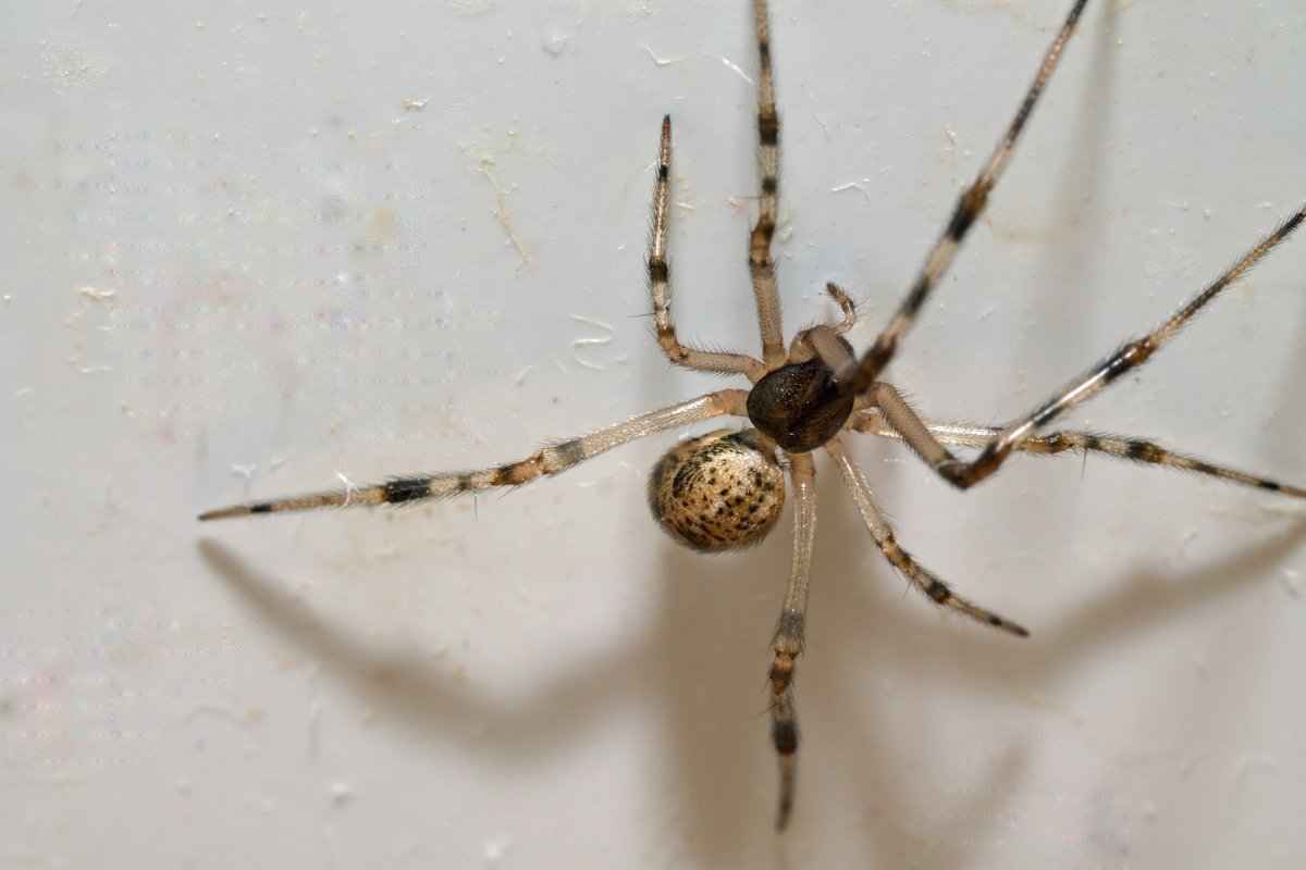 Parasteatoda tepidariorum