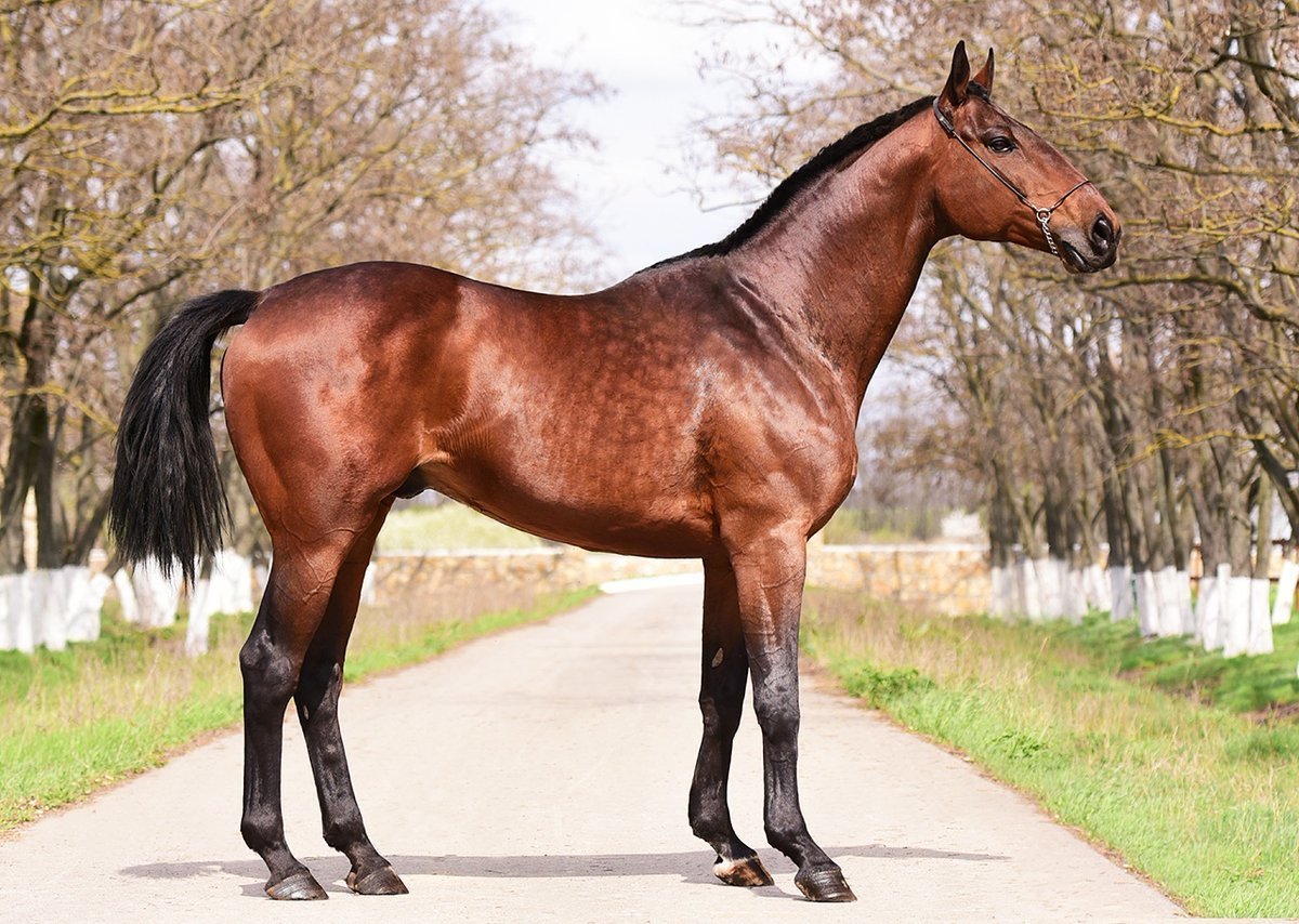 Гнедые лошади Кабардинской породы