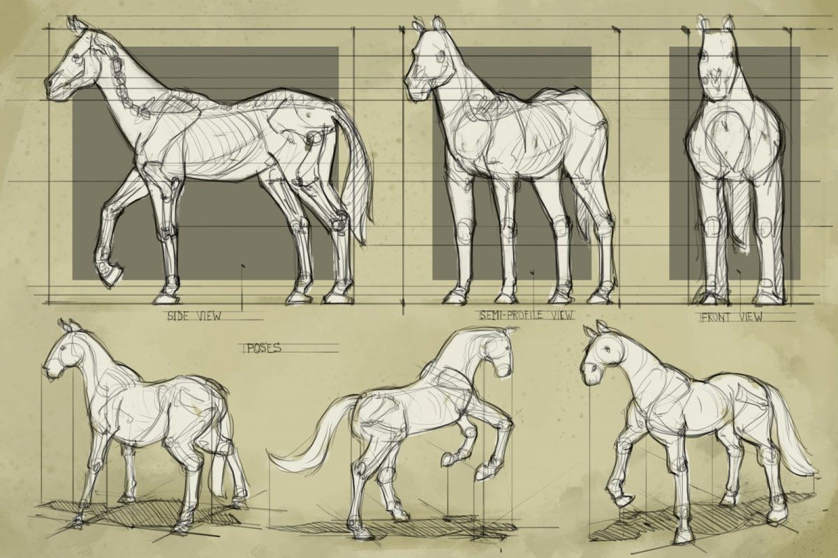 Лошадь референс анатомия