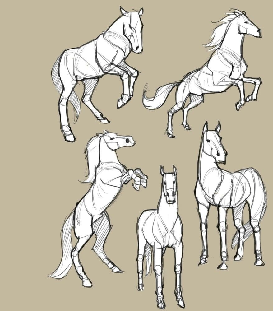 Лошадь сбоку референс