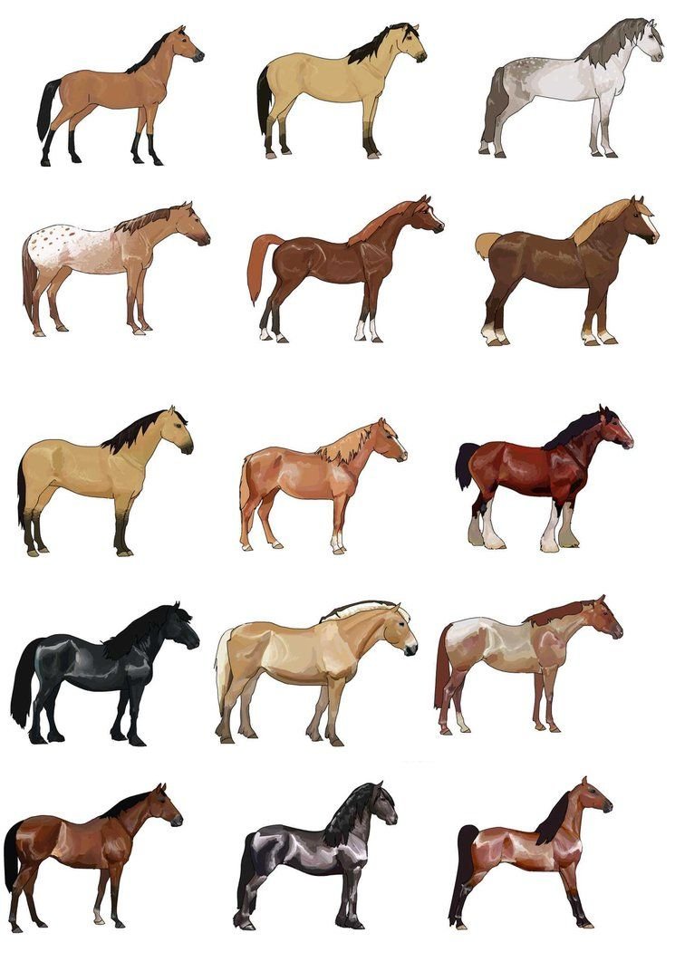 Муругая масть лошади