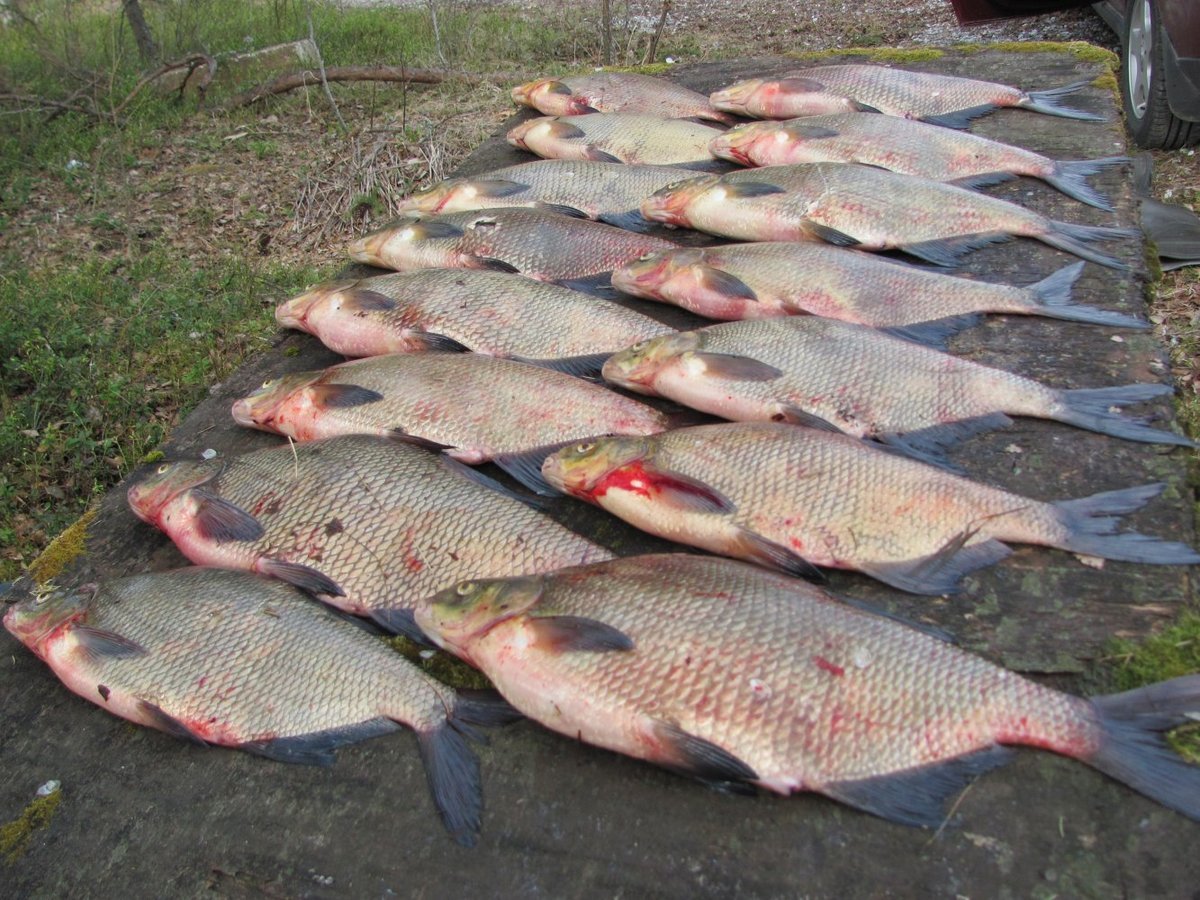 Рыба Карп зеркальный