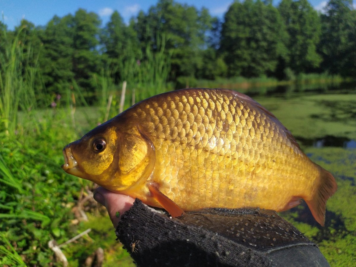 Линь рекорд