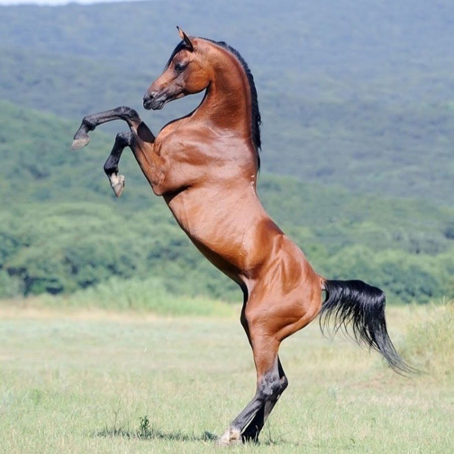 Порода лошади арабская Мустанг