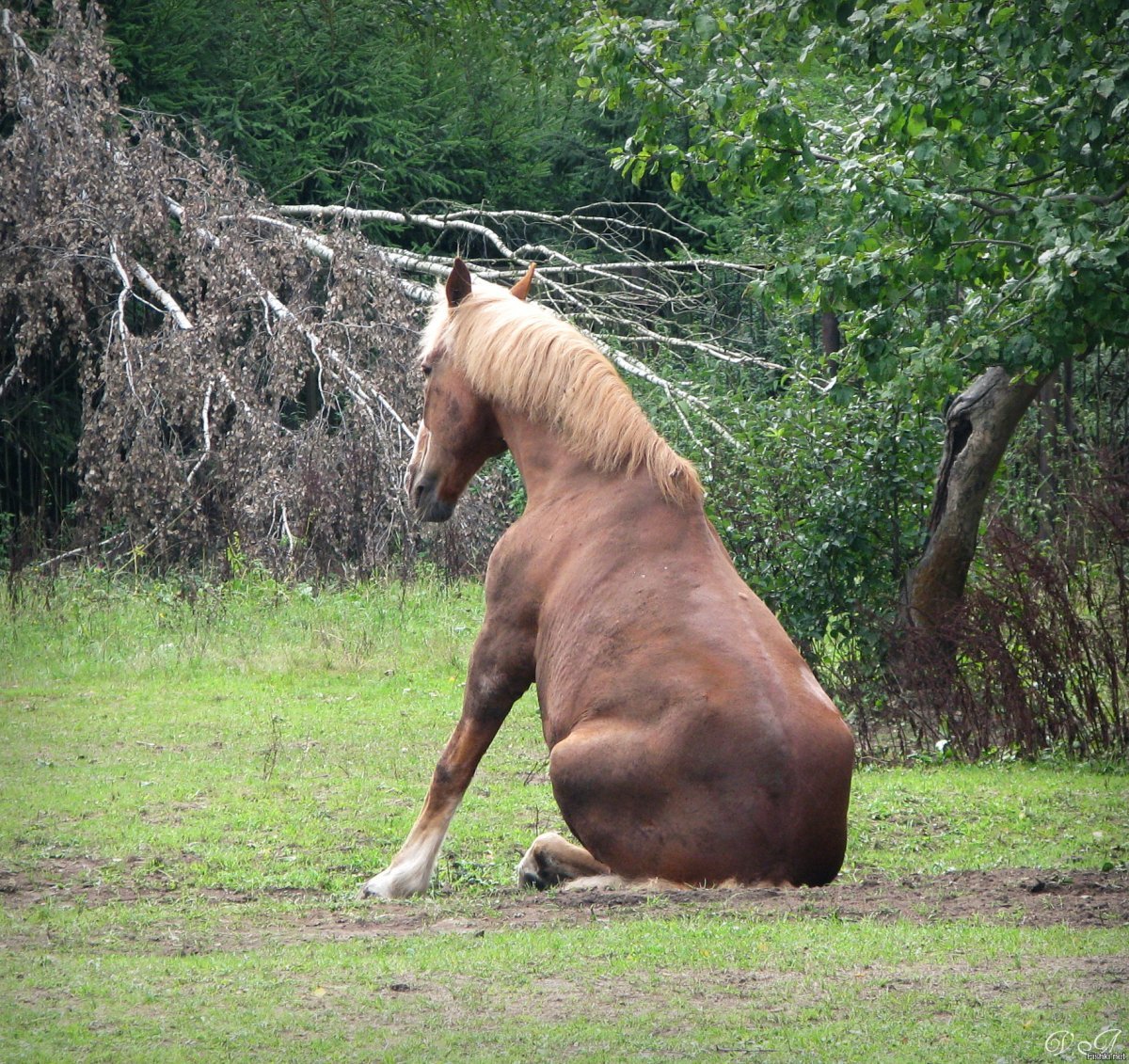 Обиженная лошадь