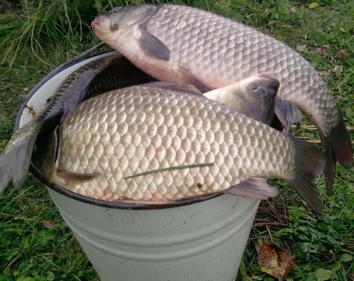 Карп Фресинет