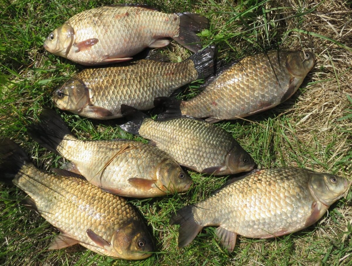 Рыба карась сазан Карп