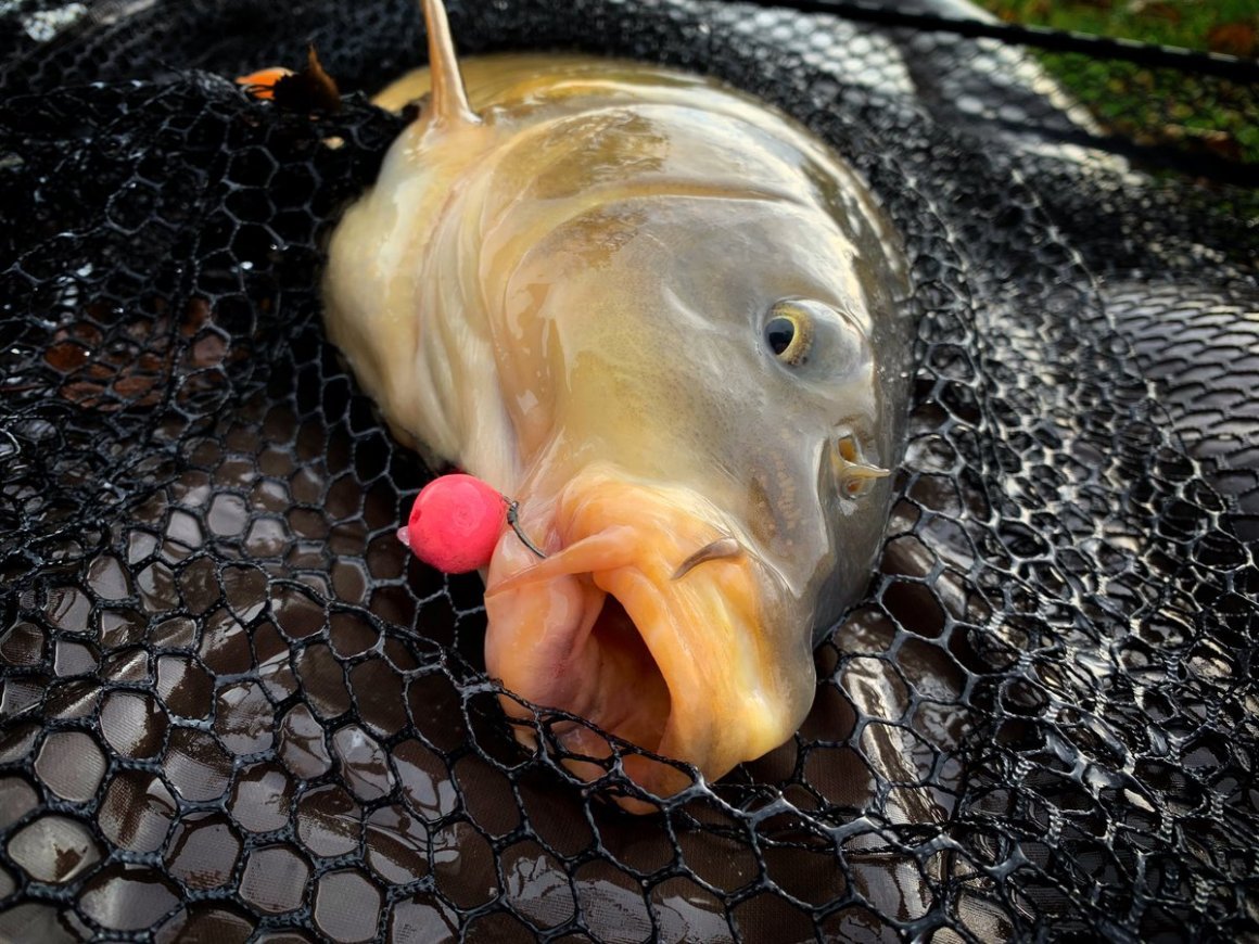 Смешной карась