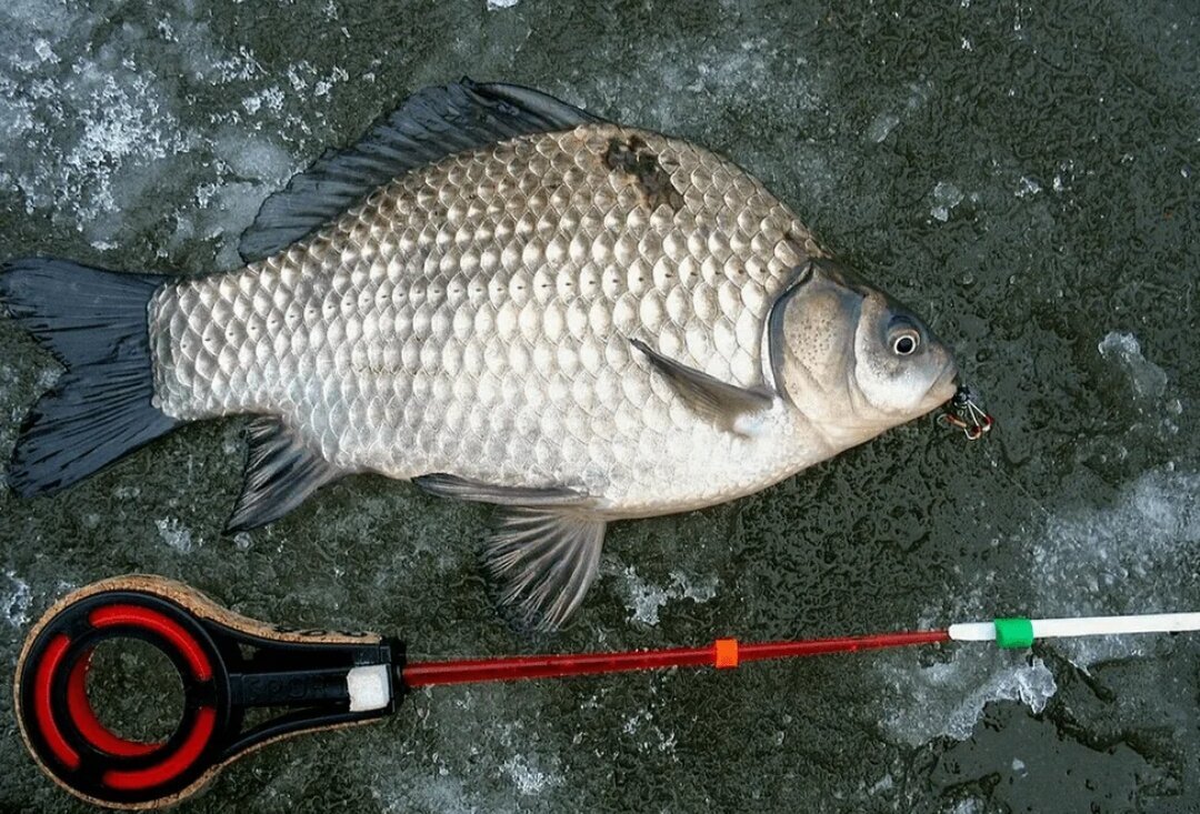 Толстолобик, Карп, щука