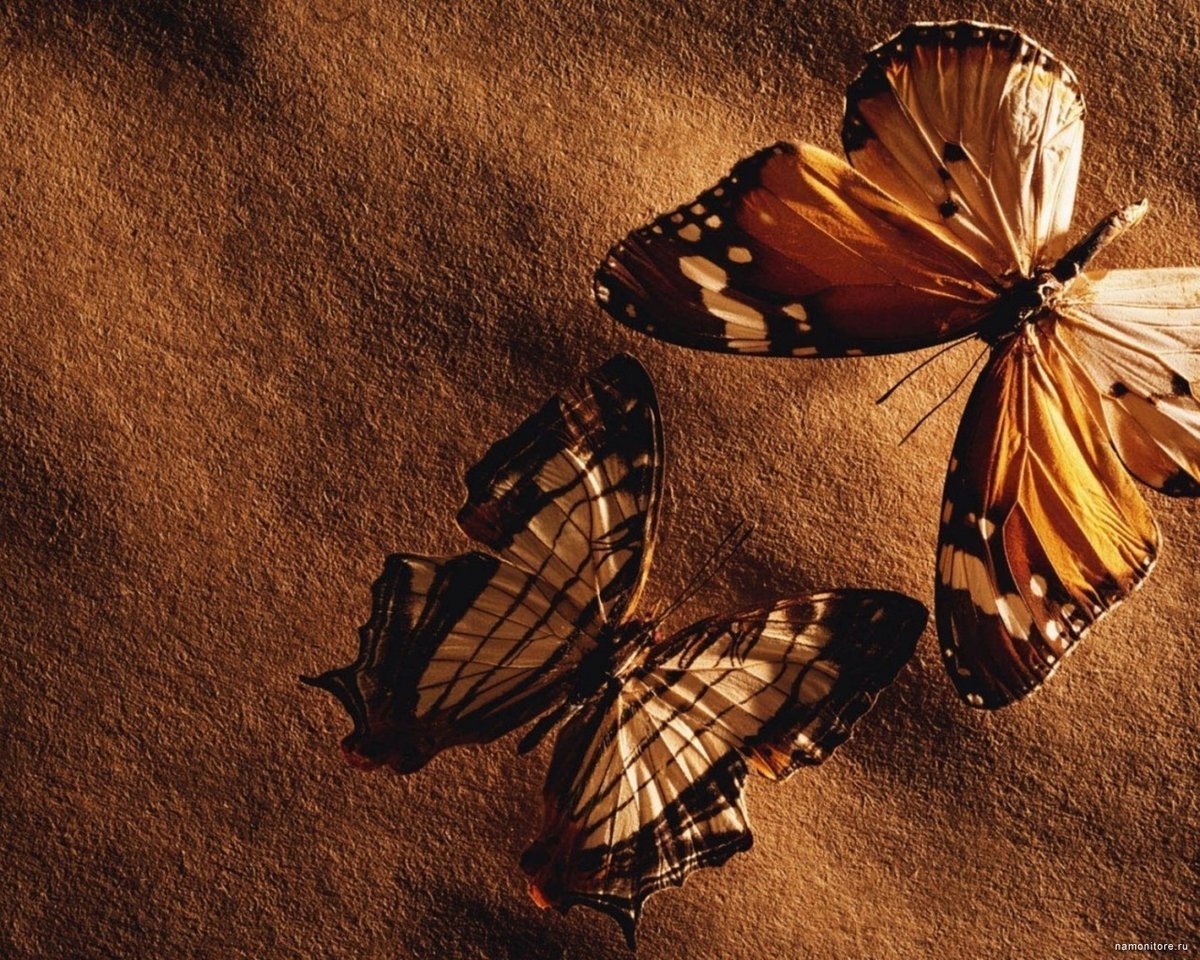 Беспозвоночные бабочки