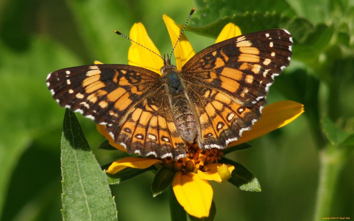 Фон бабочки