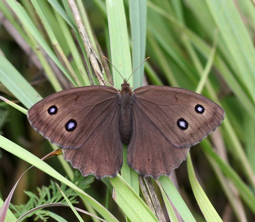 Бабочка Морфо Гекуба