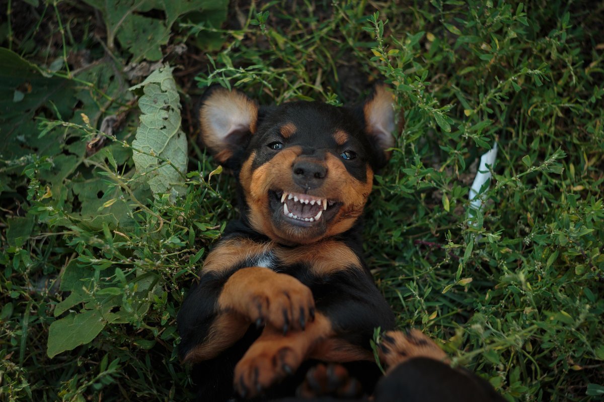 Ягер терьер маленький