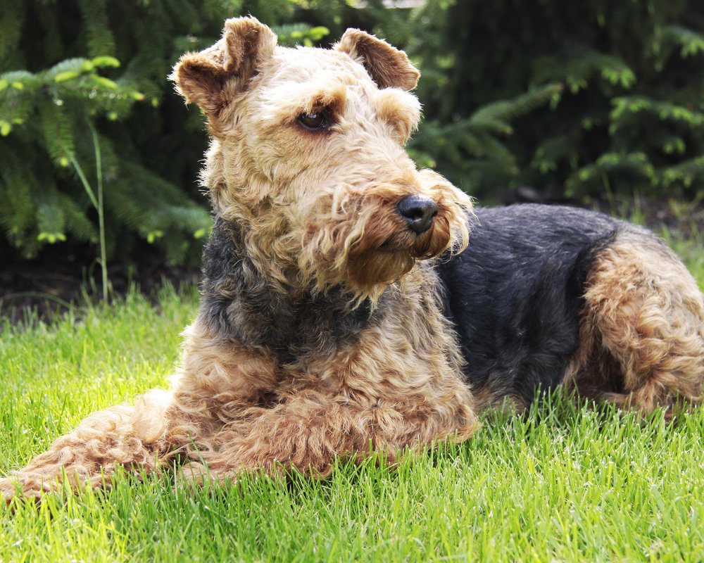 Вельштерьер жесткошерстный