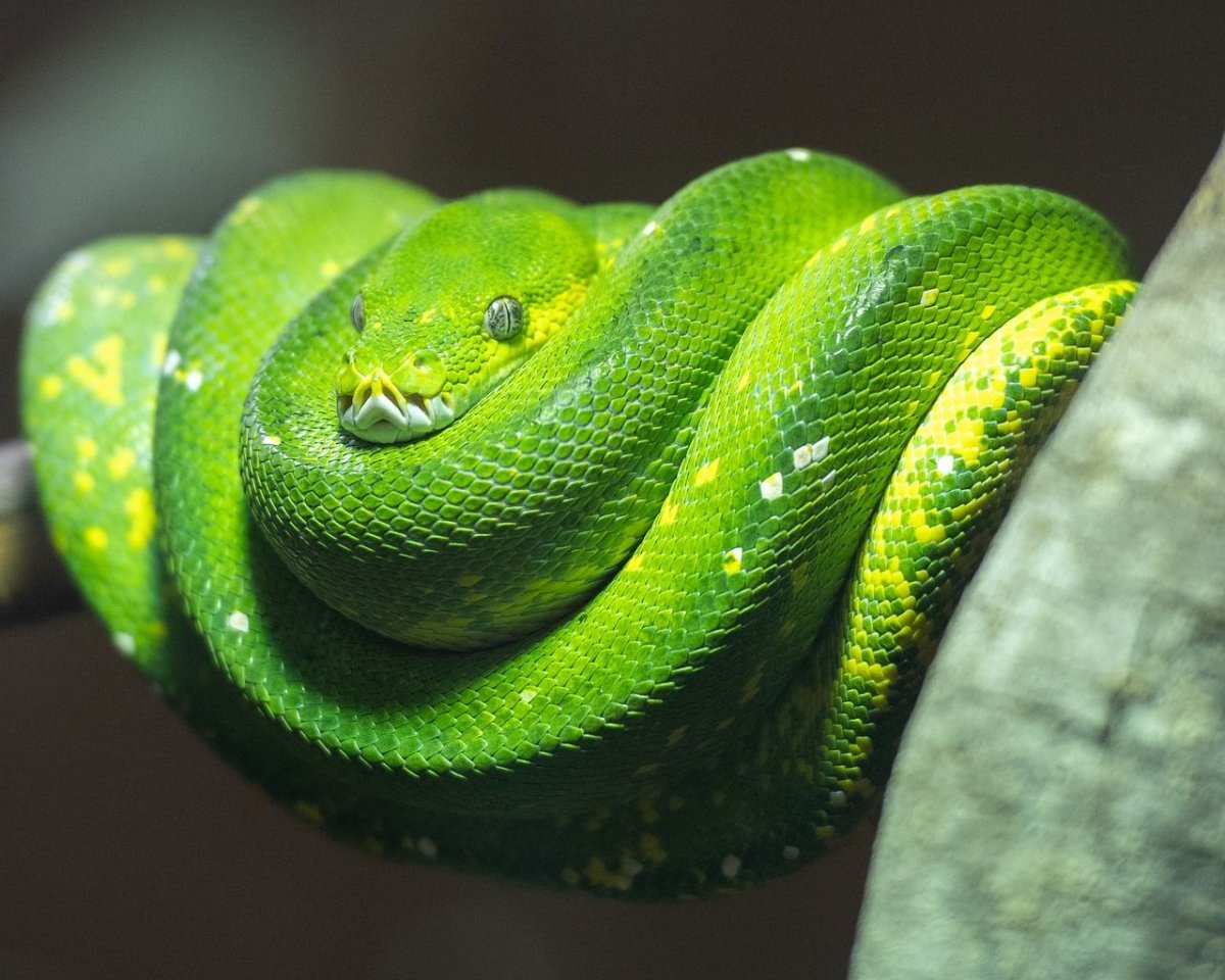 Blue Pit Viper