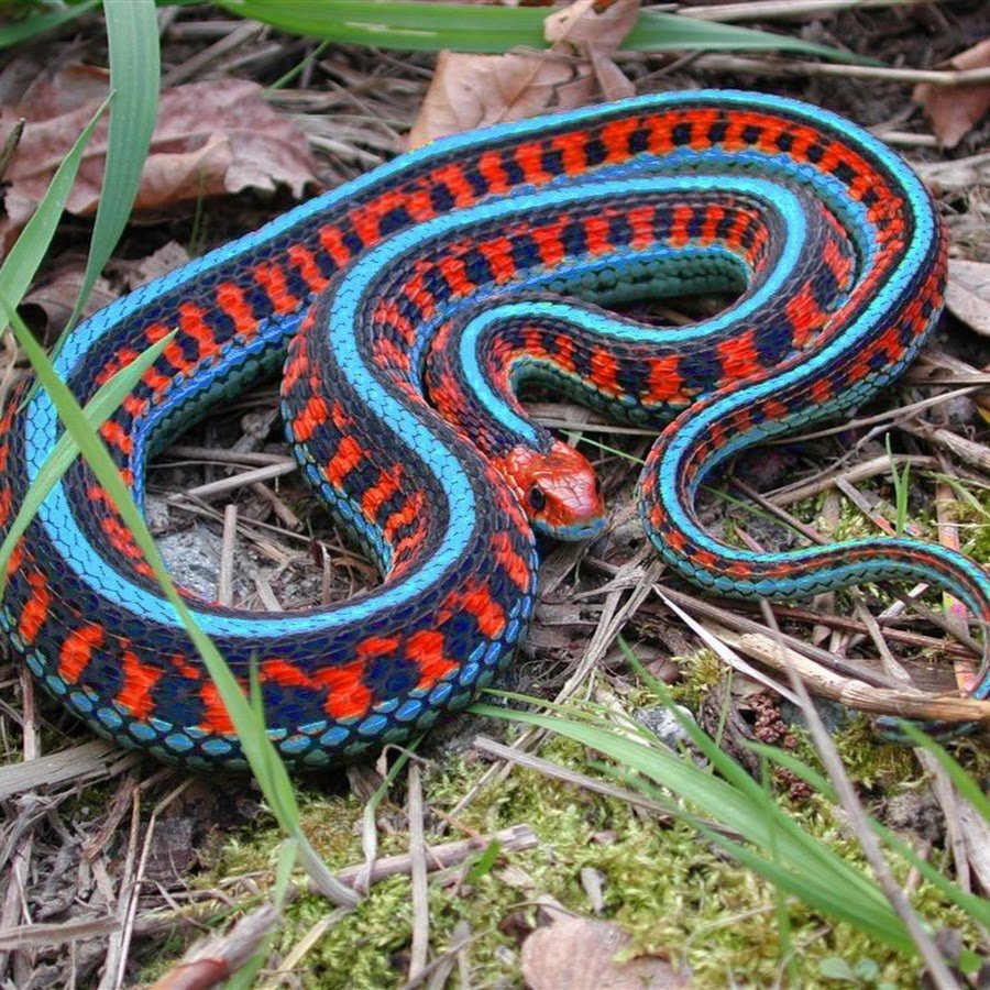 Dendroaspis angusticeps