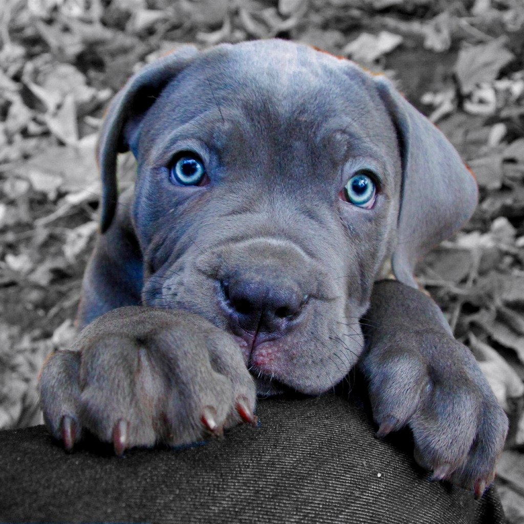 Американский стаффордширский терьер голубой