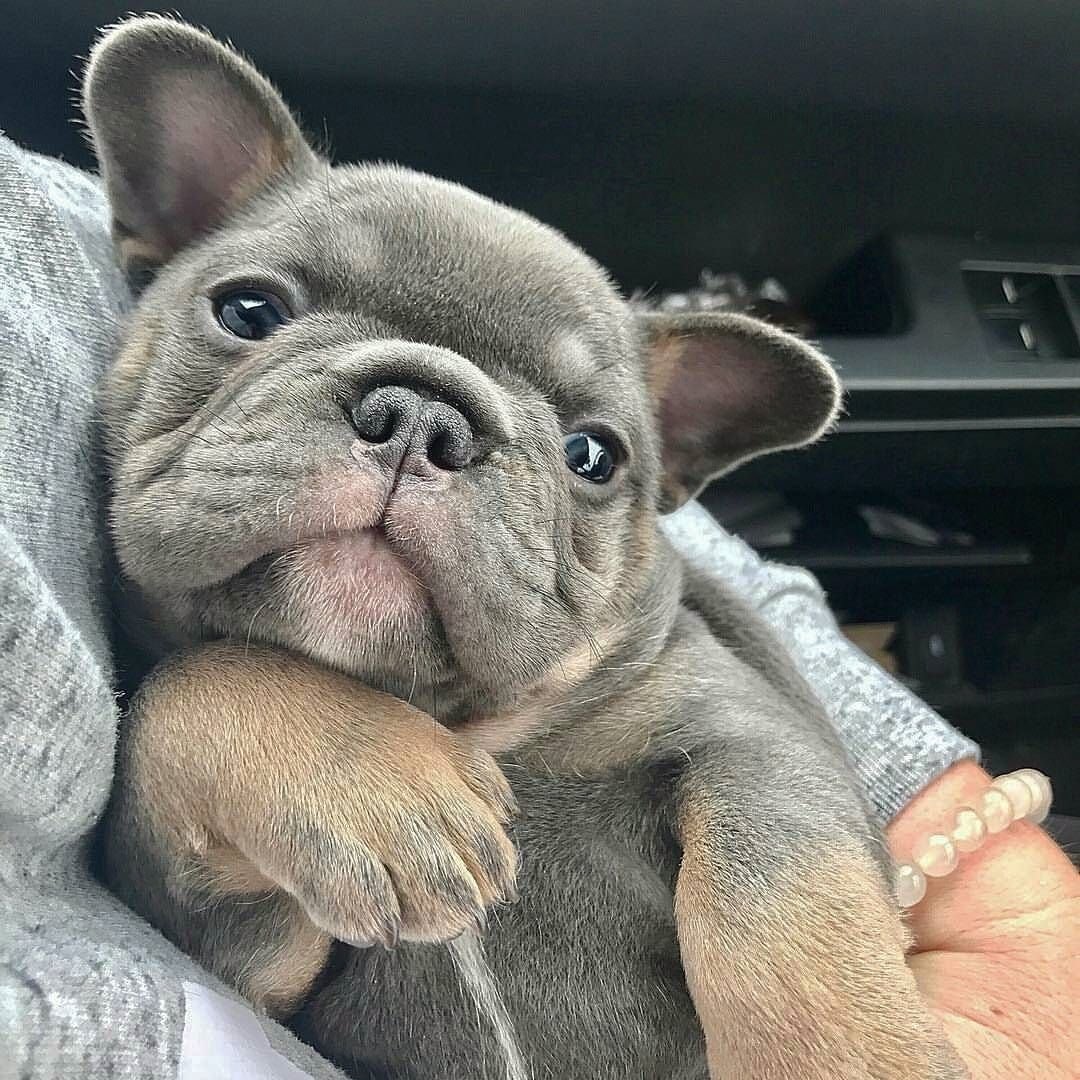 Смешной щенок французского бульдога