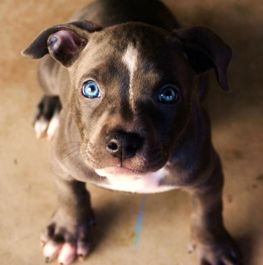 Питбуль кутенок